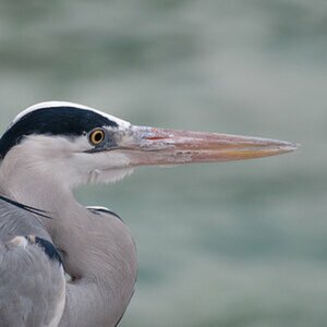 Barney_Bilder