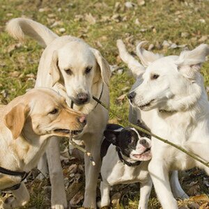 Hunde