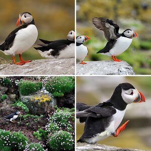 Puffins