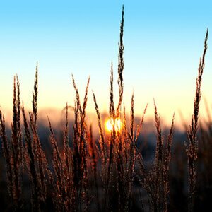Natur