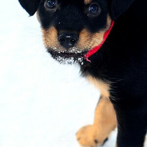 Tiere