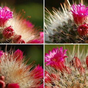 Diskussions-Bilder Marius