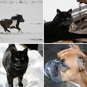 Tierbilder