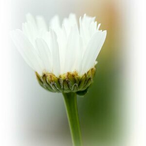 Natur fine art