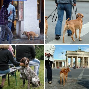 Hund