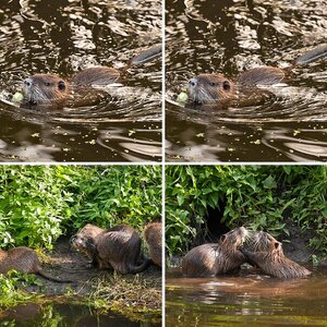 Nutria Wildlife