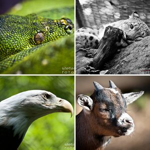 Tiere