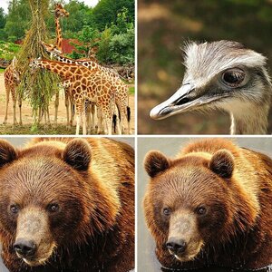 Der Bär