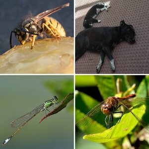 Fauna