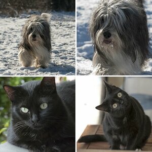 Grisu and Friends