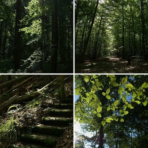 Im Wald