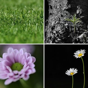 Blumen Macro