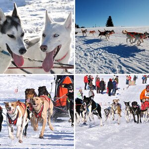 Schlittenhunde