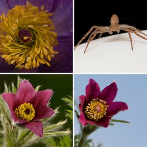Sach-/Naturfotos