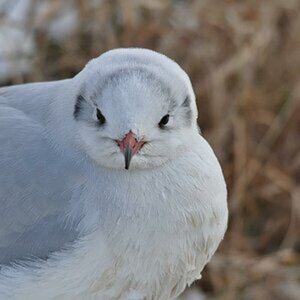 Test SIGMA 120-400