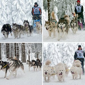 Schlittenhunderennen