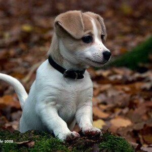 Hunde