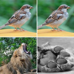 Zoo Dresden I