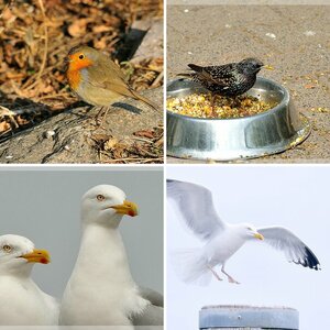 Vögel