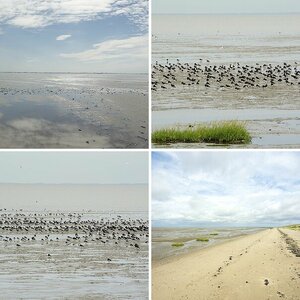 Wattenmeer