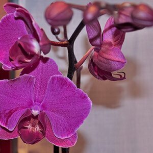 Orchideen