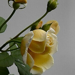 blume