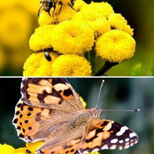 Makro
