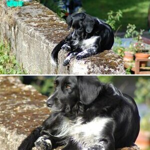 Mein Hund