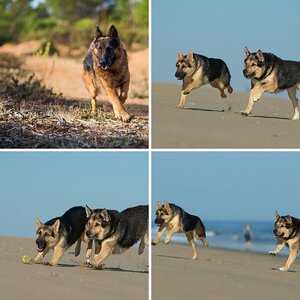Hunde