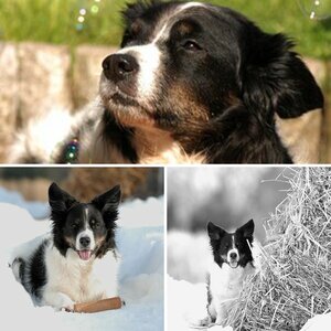 Mein nicht ganz 100% Border Collie