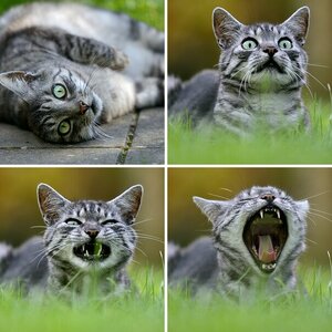 Katze