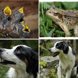Tiere