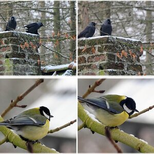 Mieses Wetter und die Vögels