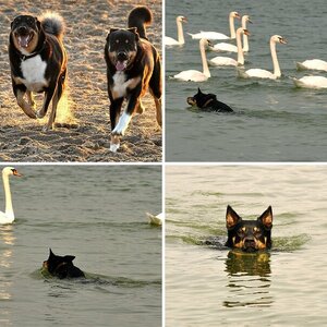 honden