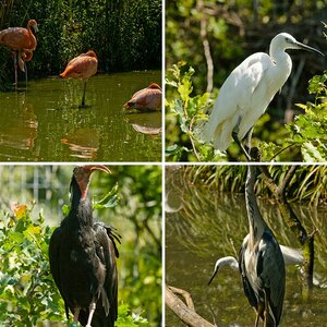 Parc des oiseaux