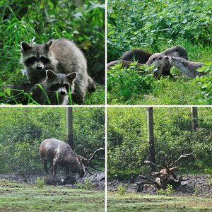 Wildpark Groß Schönebeck
