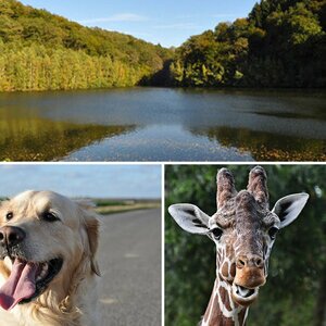 Tierportraits