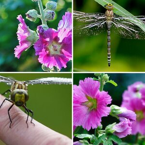 Natur im Garten