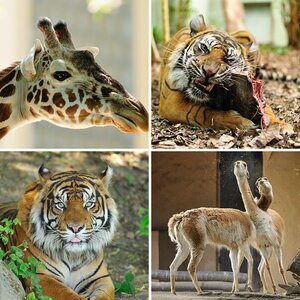 Zoo Frankfurt
