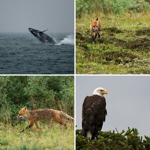 Alaska