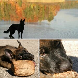 Doggis