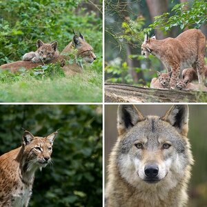 Tiere allgemein