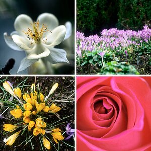 blumen
