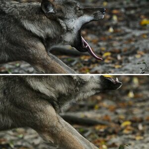 Der Wolf