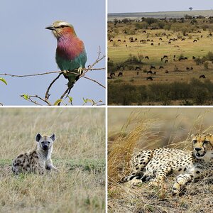 Massai Mara Tag 1