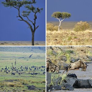 massai Mara Tag 2