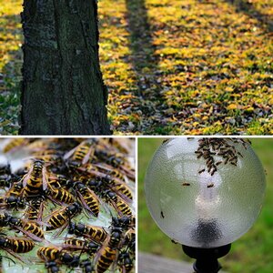 Diverses