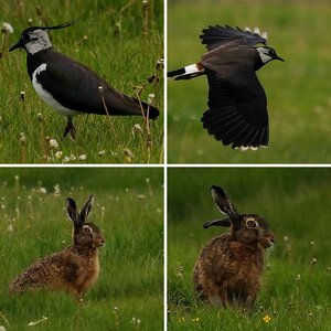 sigma 150-500