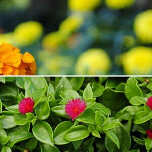 Blumen