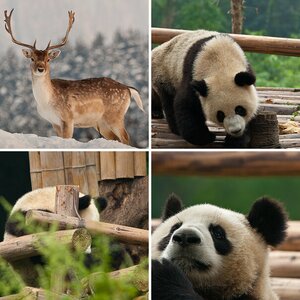 Tiere